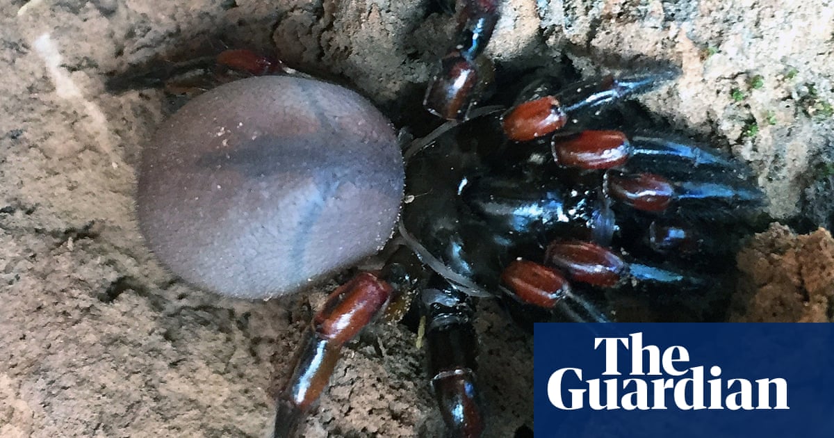 As If Australia Didn T Have Enough Spiders 13 New Species Found In Queensland Spiders The Guardian