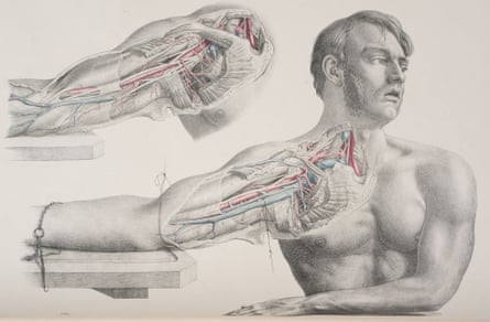 Anatomical drawing of a man focusing on his upper arm