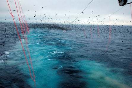 A longline fishing line attracting birds