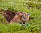 Gossiping pikas and curious zebras – readers’ best photographs