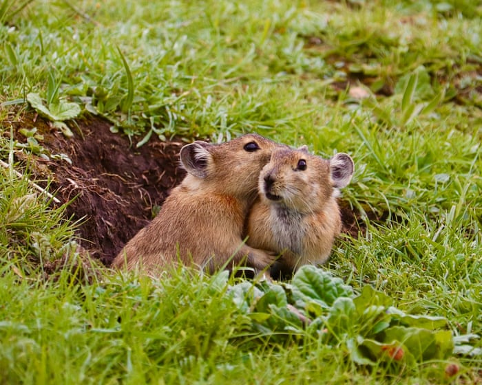 Gossiping pikas and curious zebras – readers’ best photographs