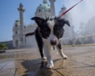 Bring a bottle: Viennese dog owners told to rinse pets’ urine from trees