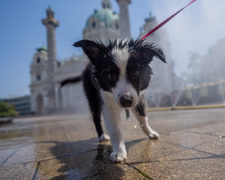 A dog walking in Vienna.