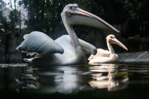 Pelicanos nadam em um lago em Guangzhou, China