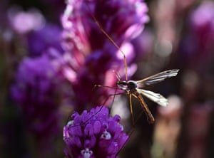 Uma mosca de grou pousa em um trevo de coruja (Orthocarpus densiflorus) no Carrizo Plain National Monument durante a explosão de flores silvestres superbloom, perto de Santa Margarita, Califórnia, EUA. Após anos de seca, fortes chuvas de inverno criaram uma explosão de flores silvestres conhecida como superbloom no sul e centro da Califórnia