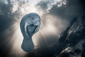 Vencedor Conservation HopeSylvie AyerFui para a Flórida com um sonho: capturar belas imagens de peixes-boi. Espero que esta foto ajude a aumentar a conscientização sobre a necessidade de proteger esses mamíferos porque na Flórida várias centenas de peixes-boi morrem anualmente porque não há comida suficiente devido à poluição nos rios, o Rio Homosassa na Flórida.