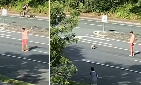 ‘Just glad he made it’: Queensland man stops traffic to escort koala across busy highway