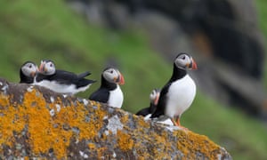Bird brained: a group of puffins resting on a lichen-covered rock on St Kilda. For generations the local St Kildans harvested bird eggs as part of their diet.