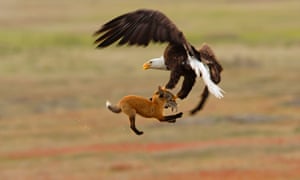 2019 Audubon Photography Awards Winners In Pictures