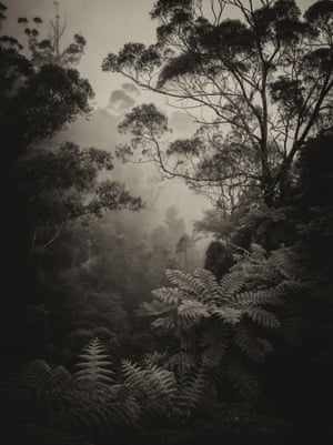 Trees seen through mist in the Blue Mountains