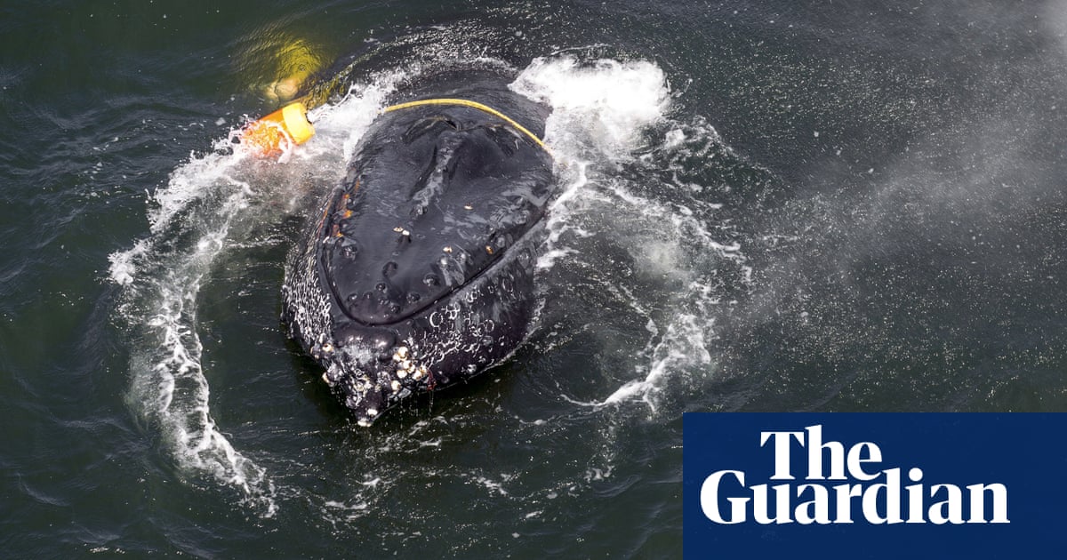 California’s crabbing season delayed again to protect humpback whales