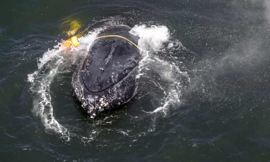 In this undated file photo, provided by the National Oceanic and Atmospheric Administration, is a humpback whale entangled in fishing line, ropes and buoys off Crescent City, California.