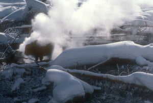A buffalo gives itself a backcountry 'sauna' at one of Yellowstone's thermal hot springs