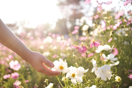 A woman’s hand gently touching a flower in a field of pink and white cosmos