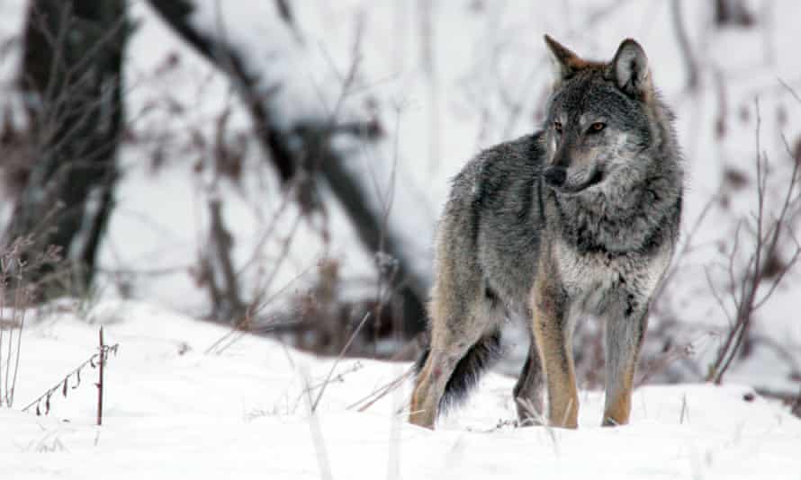 On the trail of the wolf, Europe’s much maligned and misunderstood ...