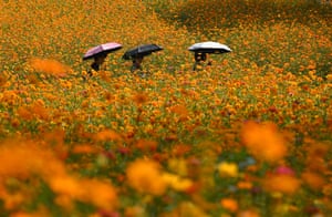 Three people carrying umbrellas walk though a field of shoulder-high yellow-orange flowers