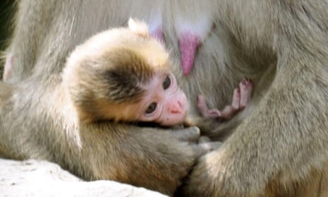 Baby monkey Charlotte