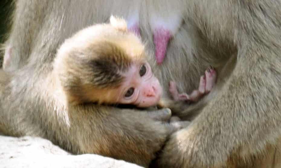 Baby monkey Charlotte