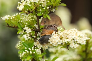 Um camundongo-da-colheita foi flagrado aproveitando um meio de transporte incomum: cavalgando um caracol em um jardim chuvoso em Norfolk, Reino Unido.