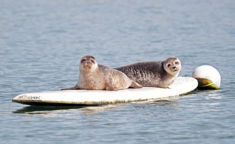 Duas focas deitadas em uma prancha de surfe.