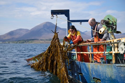 Kyla Orr and Martin Welch of KelpCrofters check the crop from their boat