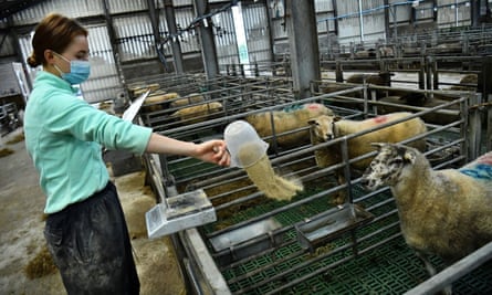 Sheep are fed seaweed extract to reduce their methane emissions in Ireland in August 2021.