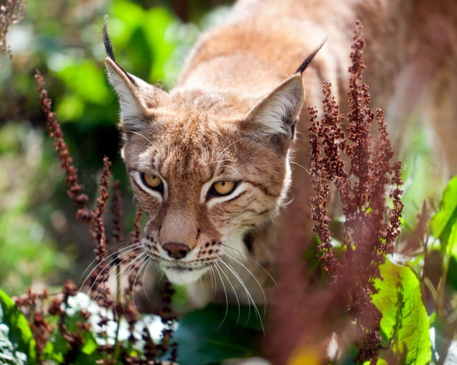 England wildlife regulator chair ‘enthusiastic’ about lynx rewilding England wildlife regulator chair ‘enthusiastic’ about lynx rewilding