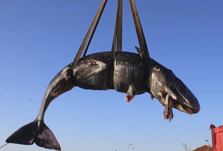 A dead whale recovered off the Italian island of Sardinia is lifted on to a truck