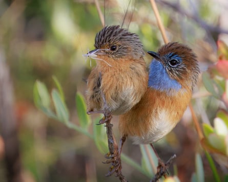 Southern Emu-wrens.