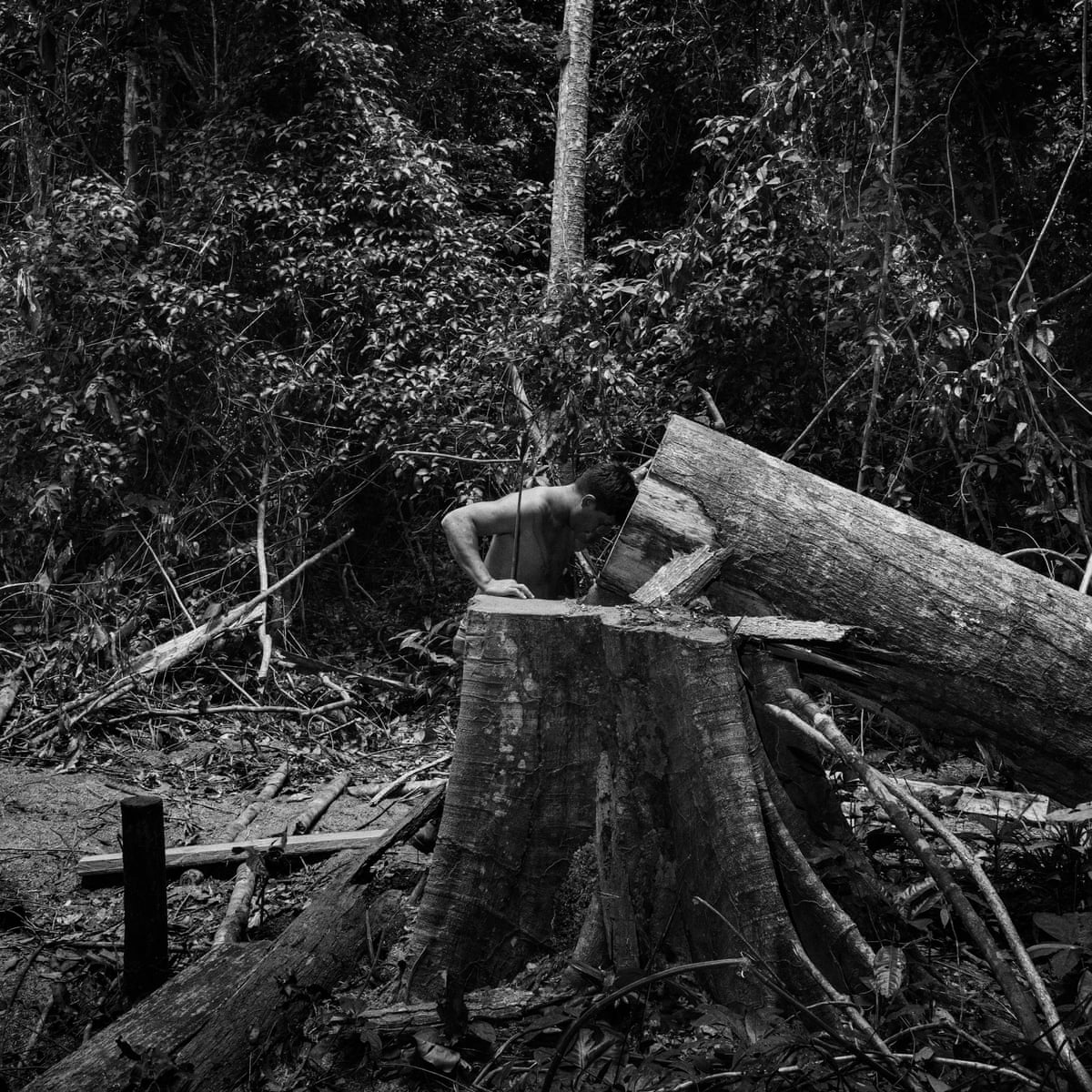 Amazonia Life And Death In The Brazilian Rainforest Amazon Rainforest The Guardian Amazonia Life And Death In The Brazilian Rainforest Amazon Rainforest The Guardian