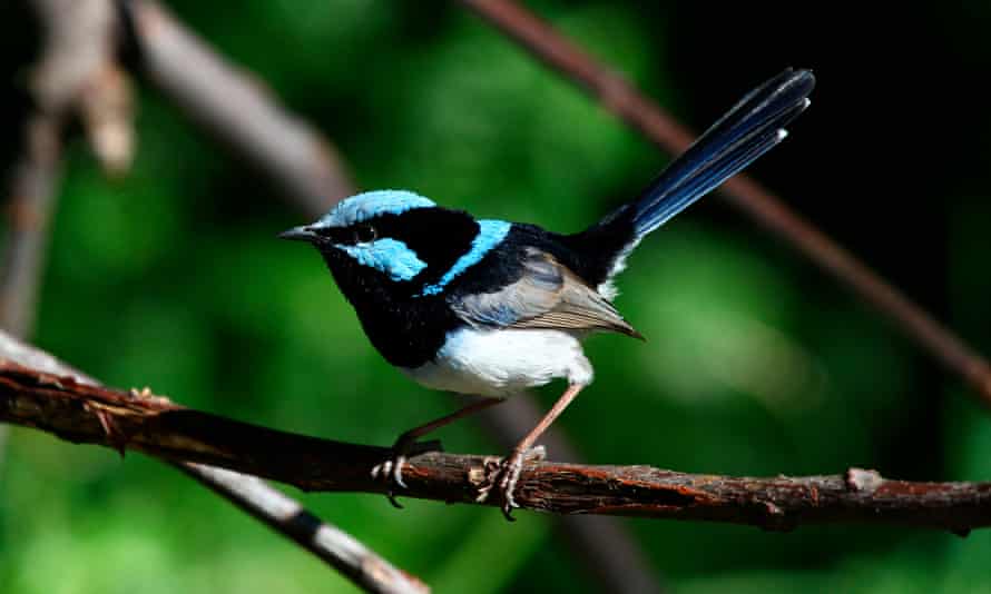 A male superb fairywren