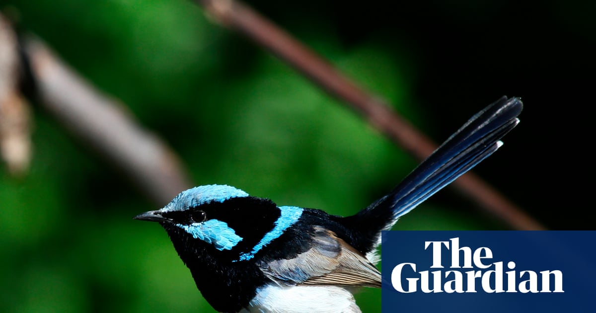 Australia’s superb fairywren could be extinct within decades due to climate crisis