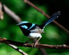 Australia’s superb fairywren could be extinct within decades due to climate crisis, researchers say