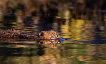A beaver photographed in evening light