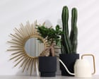 Houseplant Hacks: can mirrors and foil boost low sunlight?