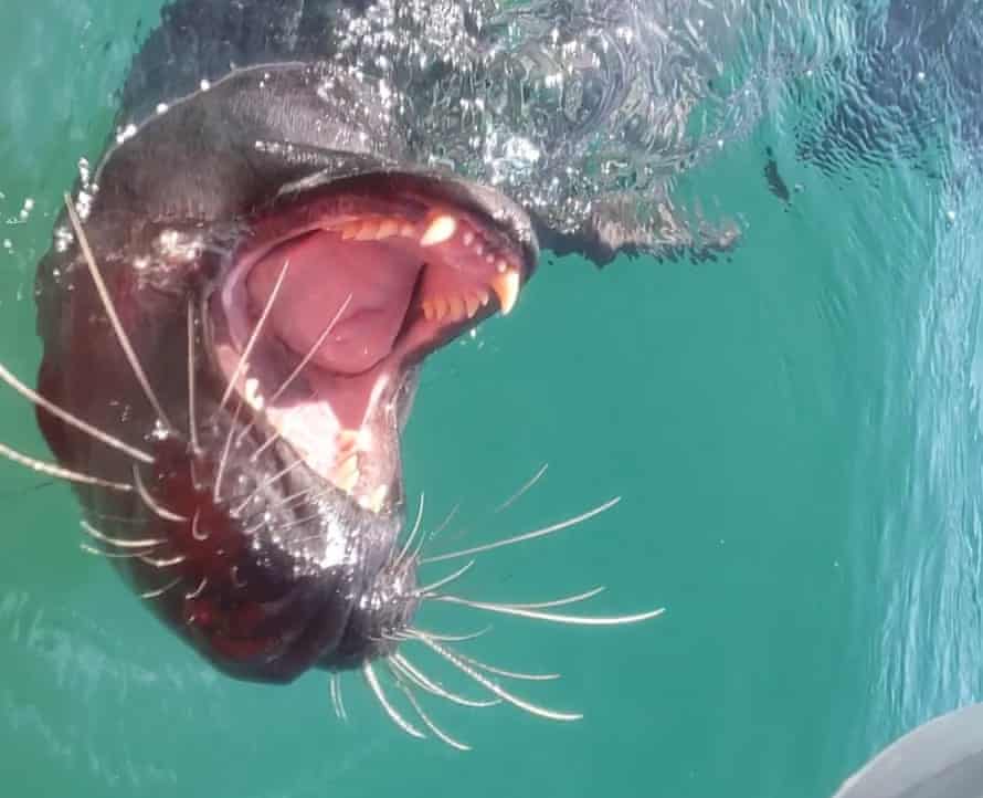 Rachel Lutz’s meeting with a seal in the Scilly Isles in July.