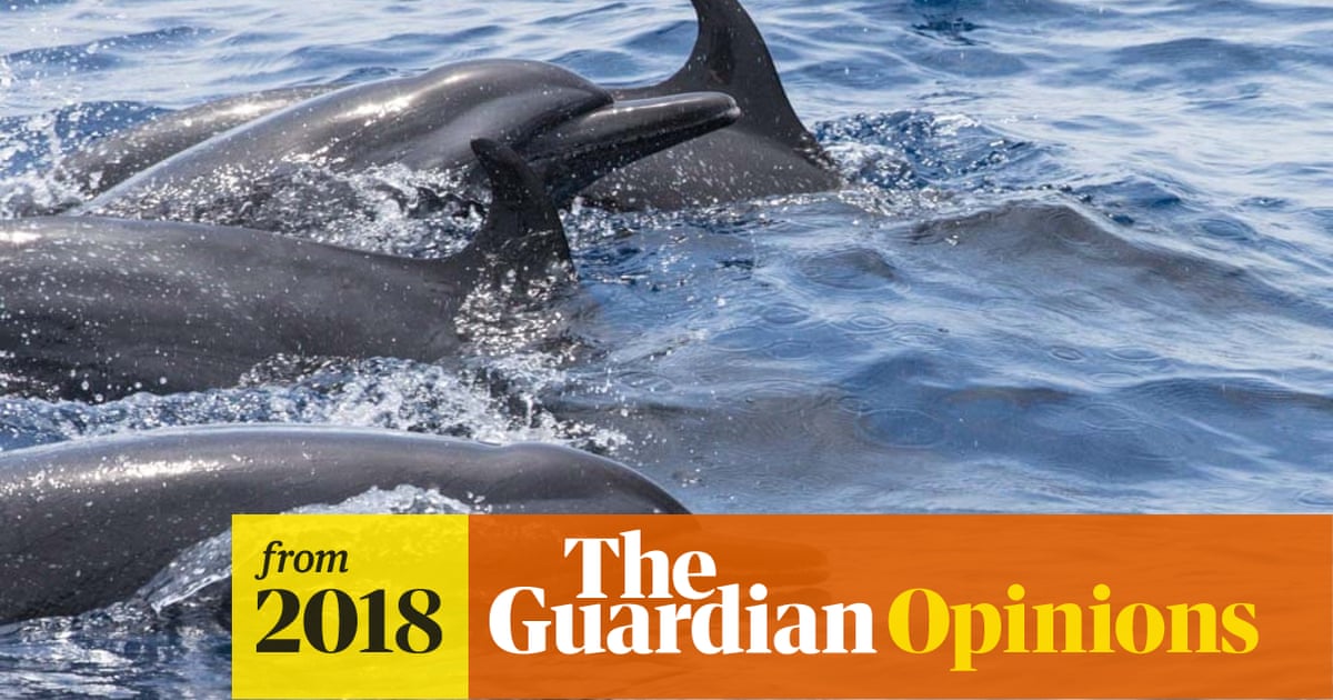 Timor Leste A Mecca For Whales But They Face Threats Johnny