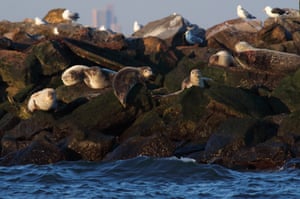 Focas descansam nas rochas no porto de Lower Bay, entre Staten Island e Brooklyn, na cidade de Nova York, enquanto o sol se põe
