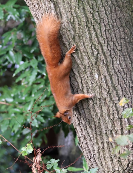 Red squirrel on a tree