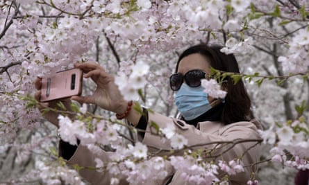 A woman takes photos of cherry blossom in Yuyuantan park in Beijing, China, in March.