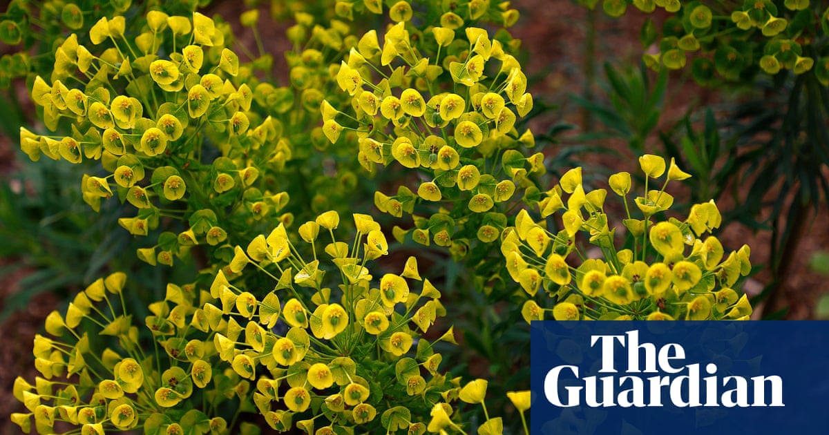 Inject some zing into your weary garden with electrifying euphorbias