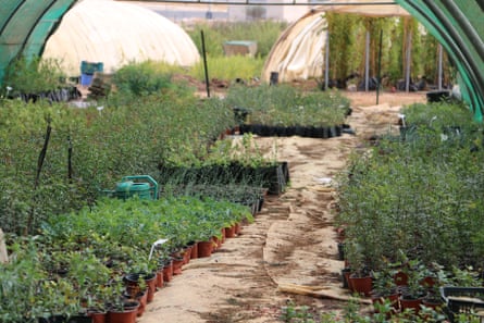 Rows of small plants and seedlings being grown in polytunnels