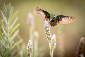 A hummingbird feeds on lavender flowers in Vista Alegre do Alto, Brazil