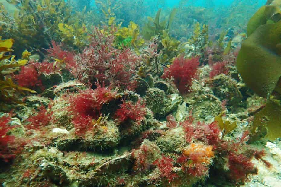 A healthy native oyster reef