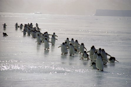 Allan’s image of adélies penguins in the South Orkney Islands, Antarctica.
