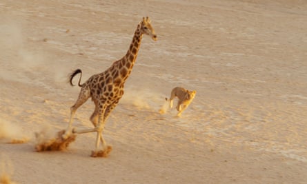 A desert lion hunts a giraffe in Planet Earth II