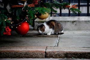 Larry, the 10 Downing Street cat, hides under a Christmas tree