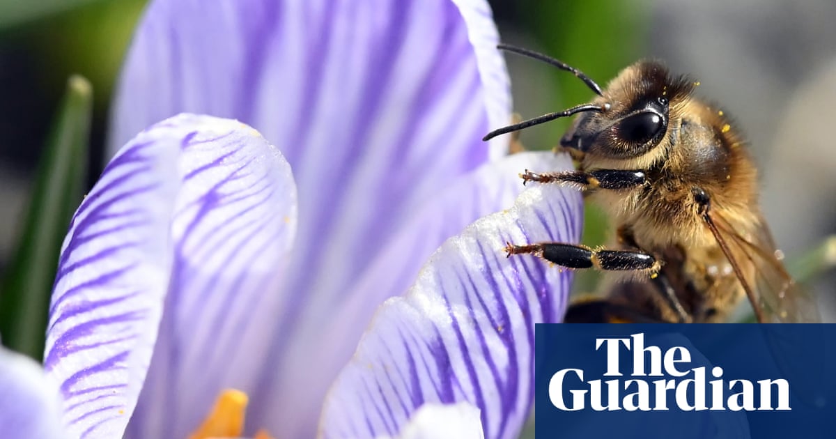 Plants produce more nectar when they hear' bees buzzing, scientists find