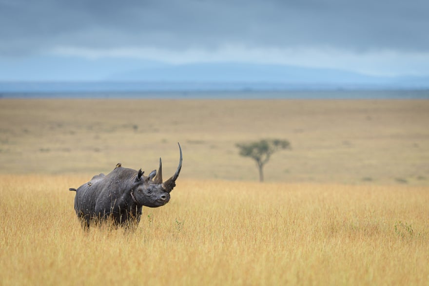 Black rhinoceros, critically endangered, Maasai Mara national reserve, Kenya