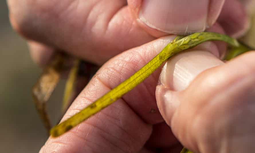 Minuscule grains nestled in a strand of eelgrass.